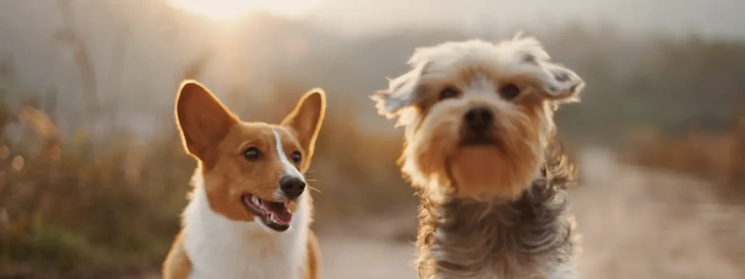 Moving to Portugal with Pets: Your 2026 Ultimate Guide